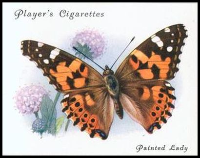 15 Painted Lady
